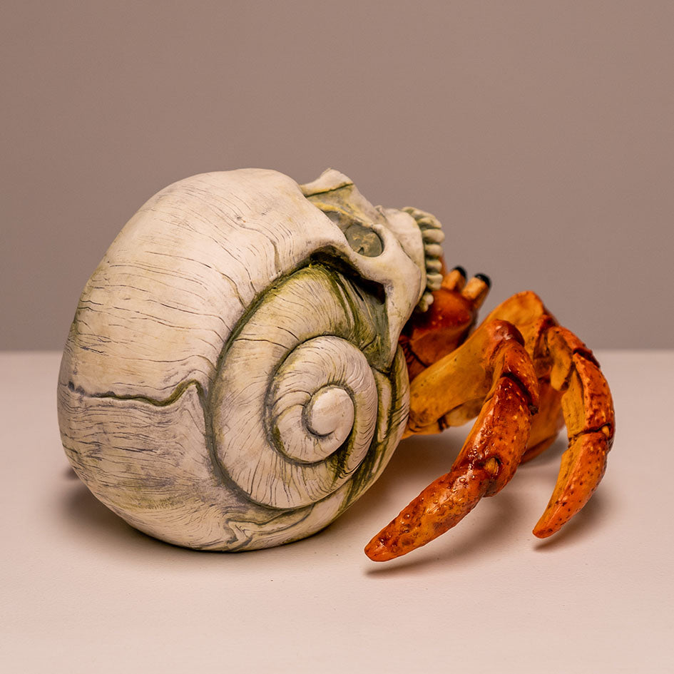 Hermit Crab Skull