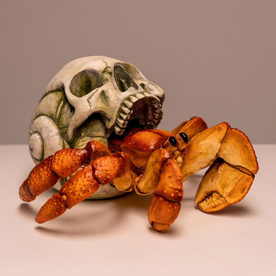 Hermit Crab Skull