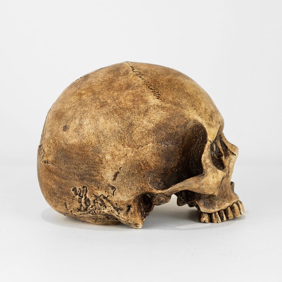 Human Skull - Tarnished - jack of the dust
