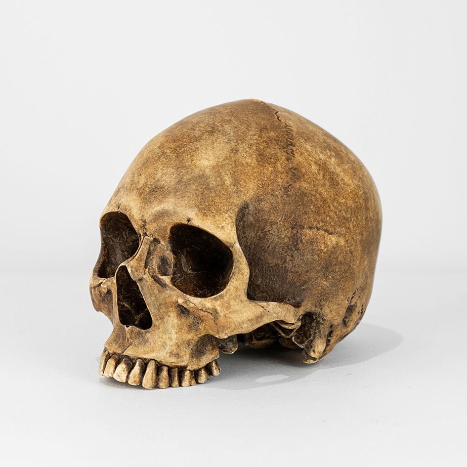 Human Skull - Tarnished - jack of the dust